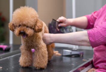poodle dog getting groomed by a skilled female groomer, who is carefully brushing its coat at the grooming salon