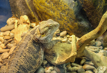 Bearded Dragon Pogona Vitticeps in a terrarium. Close up Australian lizard.