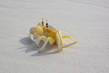 Atlantic ghost crab Ocypode quadrata on the beach with copy space. Yellow crab on the sand.