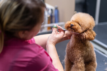 Pet stylist giving a dog a haircut at a pet spa grooming salon. Close-up view of the dog during grooming