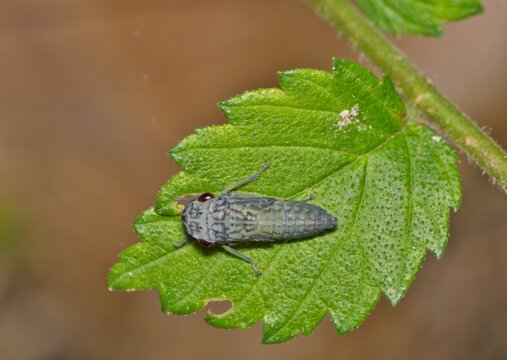 Broad-Headed Sharpshooter nymph Oncometopia orbona on leaf nature Springtime pest control.