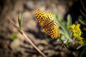 butterfly on flower