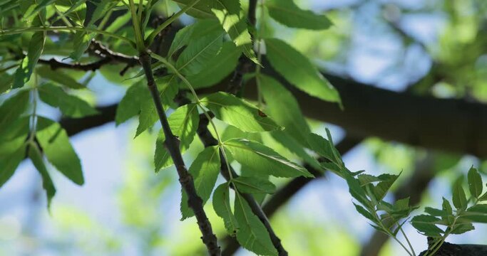 Lush geen tree top in the wind