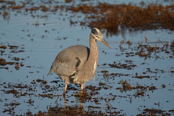 Great Blue Heron looking for food