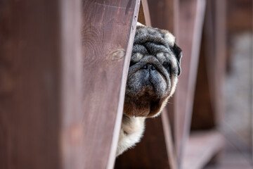 Portrait of a beige pug peeking out from behind the railing of the veranda, selective focus