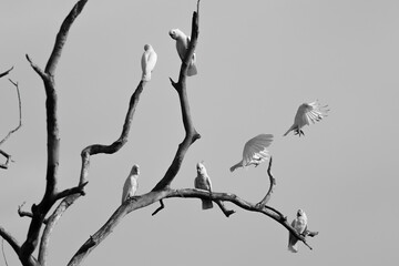 Corella birds in branches