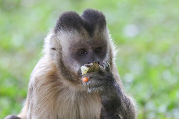 Closeup of tufted capuchin monkey (Sapajus apella), capuchin monkey into the wild in Brazil.