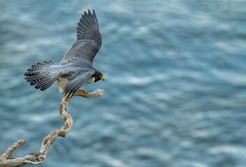Peregrine falcon taking off from a bare branch over the Pacific Ocean in San Pedro, California