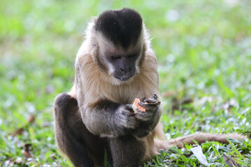 Fototapeta premium Closeup of tufted capuchin monkey (Sapajus apella), capuchin monkey into the wild in Brazil.