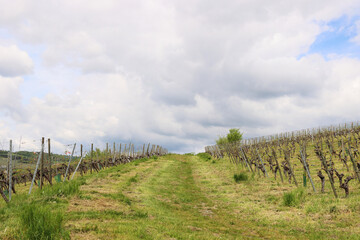 Fototapeta na wymiar Scenic view of the road going up between vineyard rays in the grape field. Cloudy sky. Würzburg, Franconia, Germany. Background, wallpaper