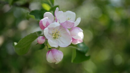 Naklejka na ściany i meble Close-up shot of apple tree blossom in spring