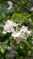 Obraz na płótnie Canvas Close-up shot of apple tree blossom in spring