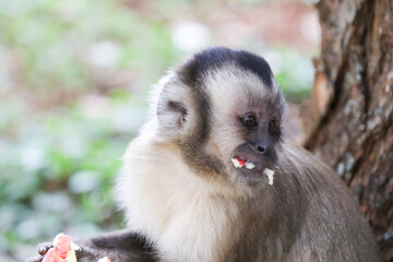 Closeup of tufted capuchin monkey (Sapajus apella), capuchin monkey into the wild in Brazil.