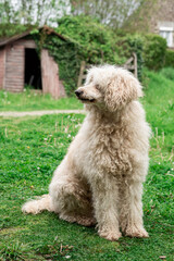 Big shaggy dog on the green grass. White royal poodle.