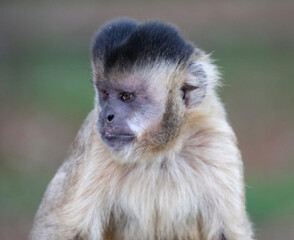 Fototapeta premium Closeup of tufted capuchin monkey (Sapajus apella), capuchin monkey into the wild in Brazil.