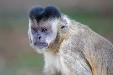 Closeup of tufted capuchin monkey (Sapajus apella), capuchin monkey into the wild in Brazil.