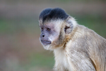 Obraz premium Closeup of tufted capuchin monkey (Sapajus apella), capuchin monkey into the wild in Brazil.