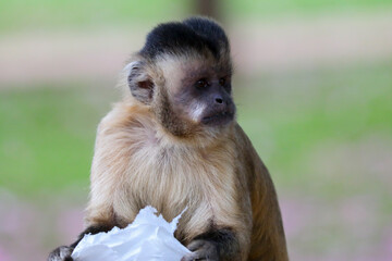 Closeup of tufted capuchin monkey (Sapajus apella), capuchin monkey into the wild in Brazil.