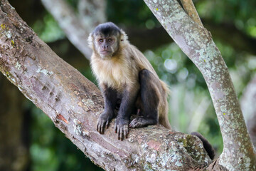 Naklejka na ściany i meble Closeup of tufted capuchin monkey (Sapajus apella), capuchin monkey into the wild in Brazil.