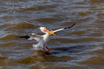 American White Pelican Flying And Landing On The Water