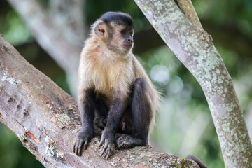Naklejka na ściany i meble Closeup of tufted capuchin monkey (Sapajus apella), capuchin monkey into the wild in Brazil.