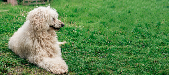 Naklejka premium A large shaggy dog lies on the green grass. White royal poodle. Banner, place for text.