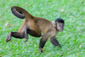 Closeup of tufted capuchin monkey (Sapajus apella), capuchin monkey into the wild in Brazil.
