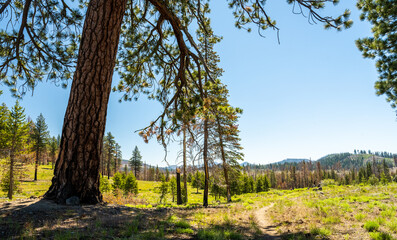 Giant Pine Privides A Respite From The Hot Summer Day