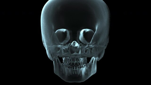 X-ray Man 29: 3D medical animation of a human skull rotating (Loop with Matte).