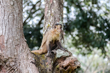 Closeup of tufted capuchin monkey (Sapajus apella), capuchin monkey into the wild in Brazil.