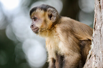 Closeup of tufted capuchin monkey (Sapajus apella), capuchin monkey into the wild in Brazil.