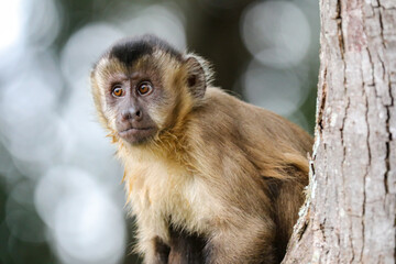 Closeup of tufted capuchin monkey (Sapajus apella), capuchin monkey into the wild in Brazil.