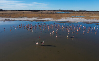 Fototapeta premium Flamingos flock in a salty lagoon, La Pampa Province,Patagonia, Argentina.