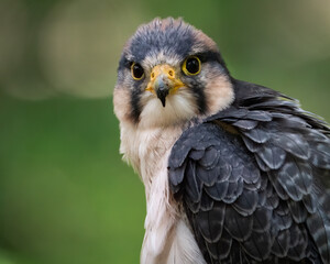 Lanner Falcon Closeup