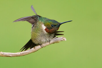 Ruby-throated Hummignbird