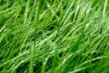 Wet grass in the rain background. Natural background. Morning dew on the grass. close-up.