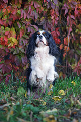 Tricolor Cavalier King Charles Spaniel dog posing outdoors sitting up on its back legs on a green grass next to a red Virginia creeper plant in autumn