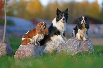 Blenheim and tricolor Cavalier King Charles Spaniels with black and white Border Collie dog posing outdoors together on big stones in a park in autumn