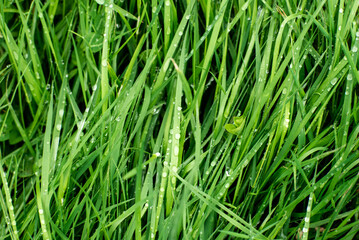 Wet grass in the rain background. Natural background. Morning dew on the grass. close-up.