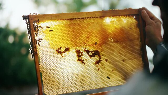 Checking the foundation on the frame by the beekeeper