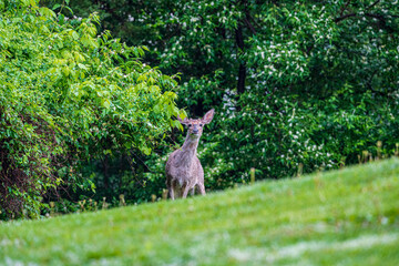 Deer in the forest