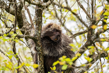 Porcupine in tree