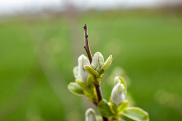 Quince tree twig with young leaves. Orchard quince before blooming. Close up.