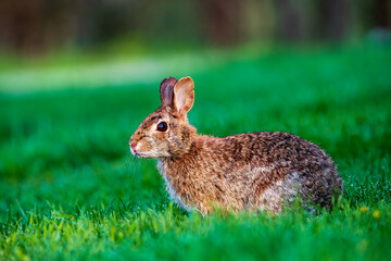 rabbit in the grass