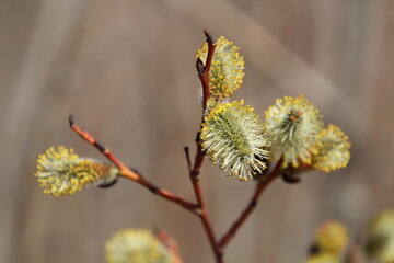 buds of a willow