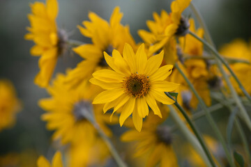yellow flower in the sun