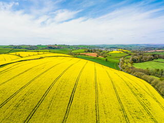 Rapeseed fields and farms from a drone, Devon, England - obrazy, fototapety, plakaty