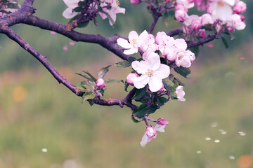 Blossoming cherry tree branch on spring nature blurry background