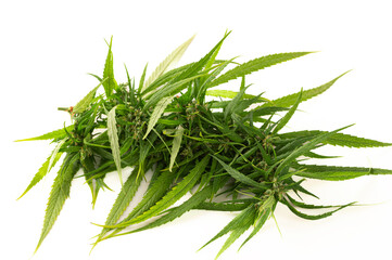 Marijuana bud. Cannabis leaves isolated on white background.
