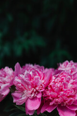 A bouquet of pink blooming peonies on a background of dark green leaves. Place for text. Background. Layout for a postcard